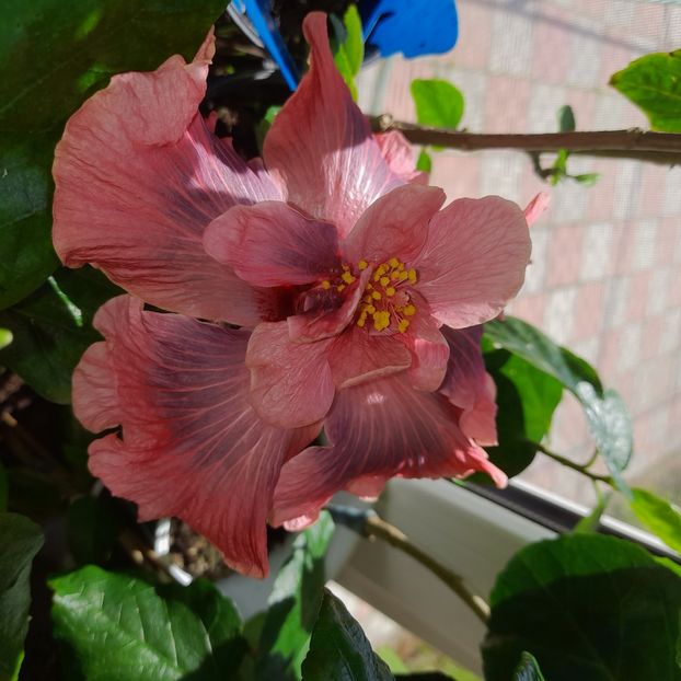  - DPs Saskatoon Double Berry