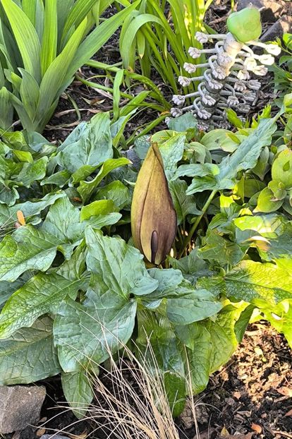 Arum maculatum(Rodul pământului) - Gradina si terasa PrimaLuce__11-Hello 2025
