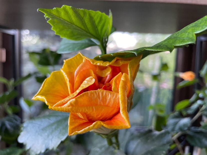  - Chi s garden Forest Rhapsody