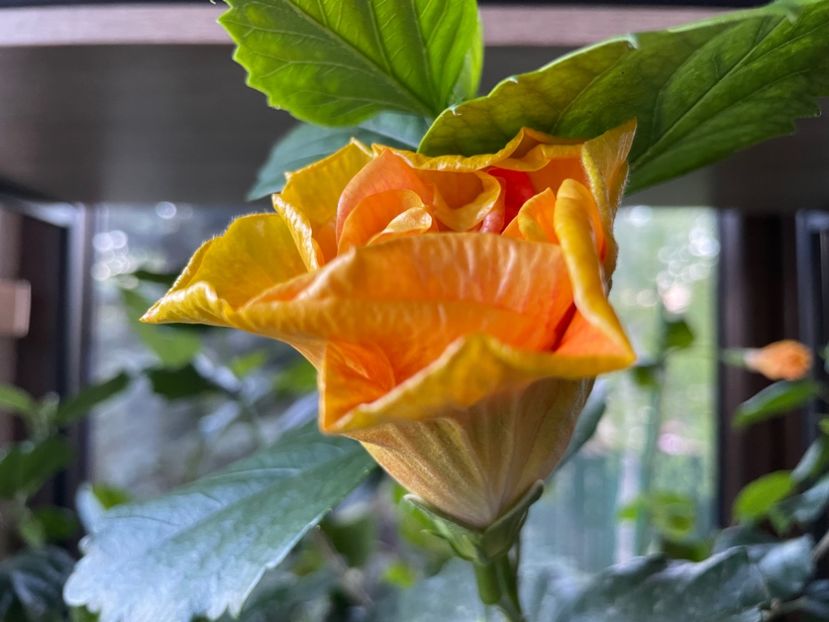  - Chi s garden Forest Rhapsody