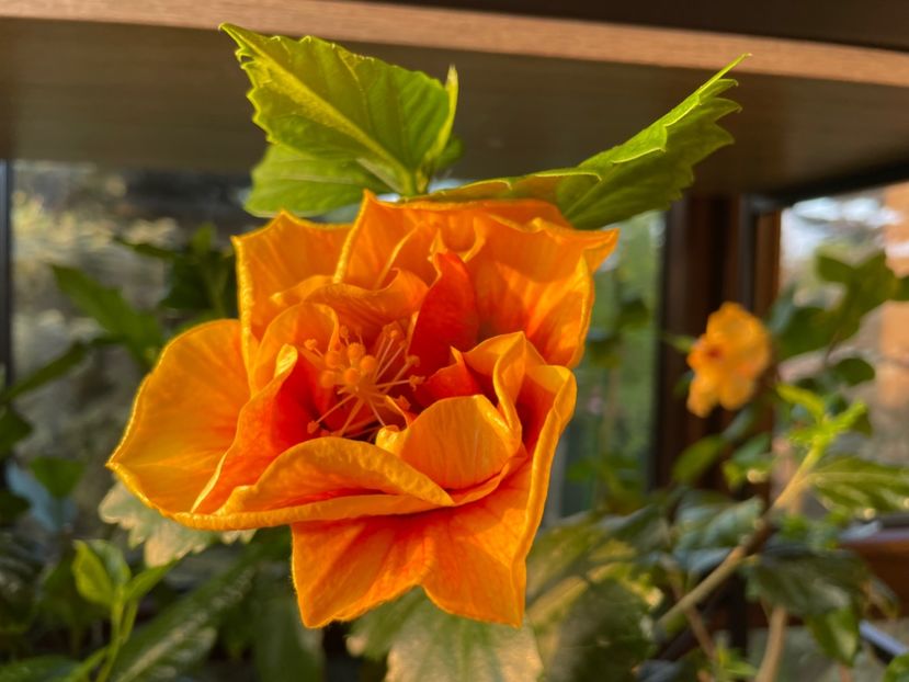  - Chi s garden Forest Rhapsody