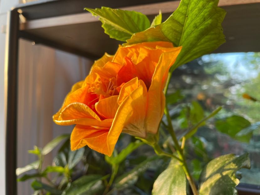  - Chi s garden Forest Rhapsody