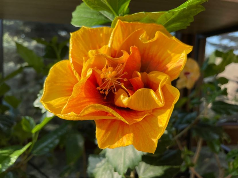  - Chi s garden Forest Rhapsody