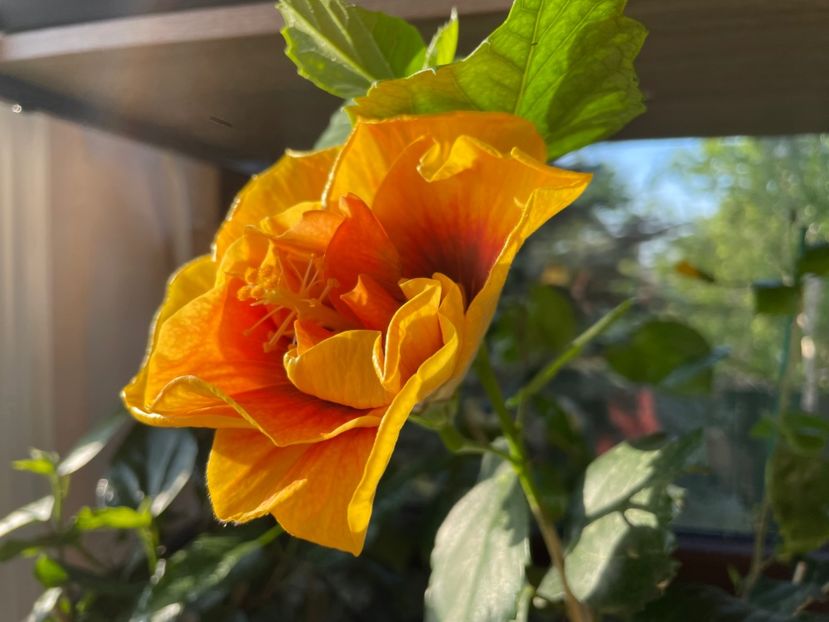  - Chi s garden Forest Rhapsody