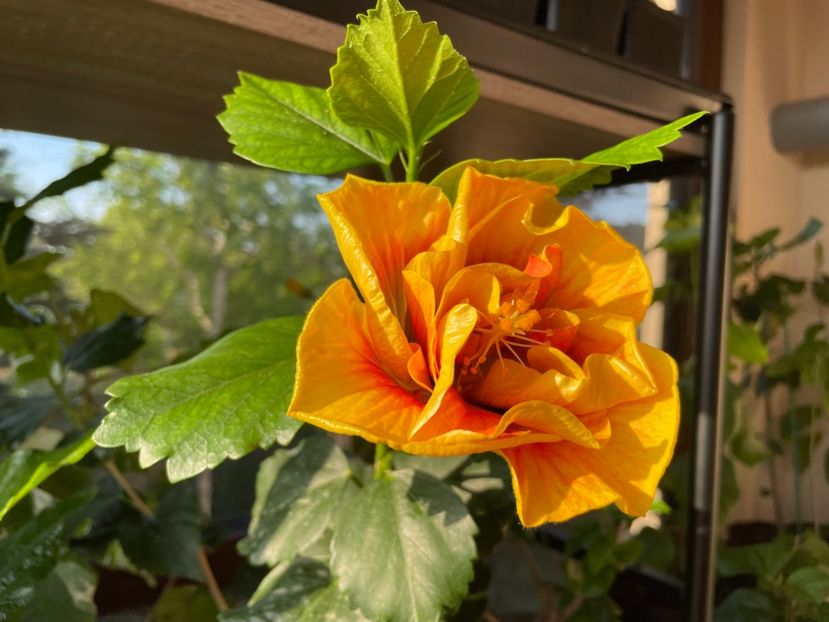  - Chi s garden Forest Rhapsody