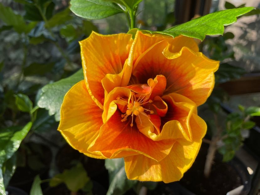  - Chi s garden Forest Rhapsody