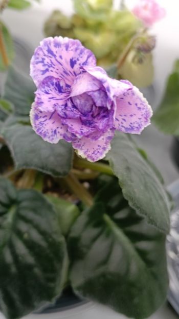  - PT-RASPISNAYA VUALI