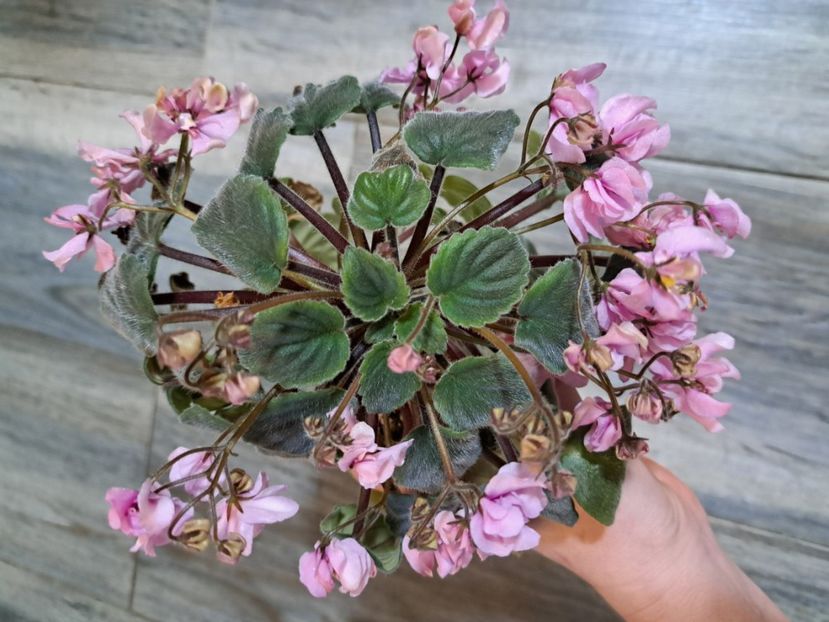  - Violeta DS-Wisteria