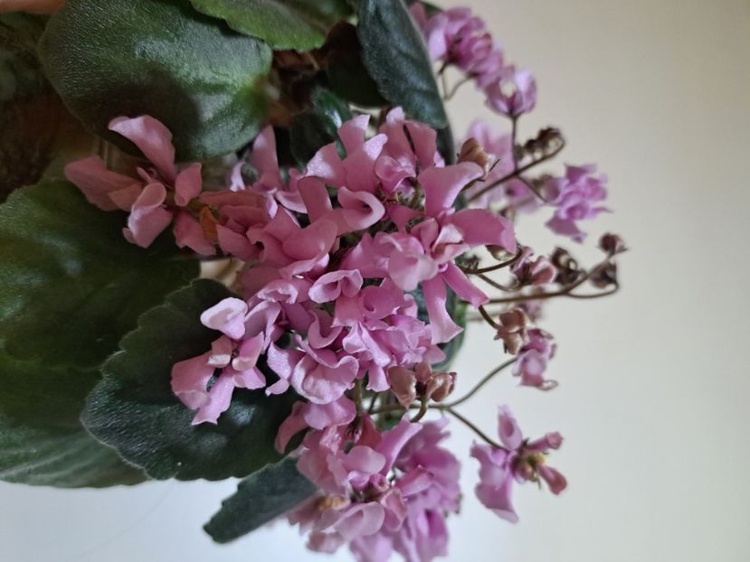  - Violeta DS-Wisteria