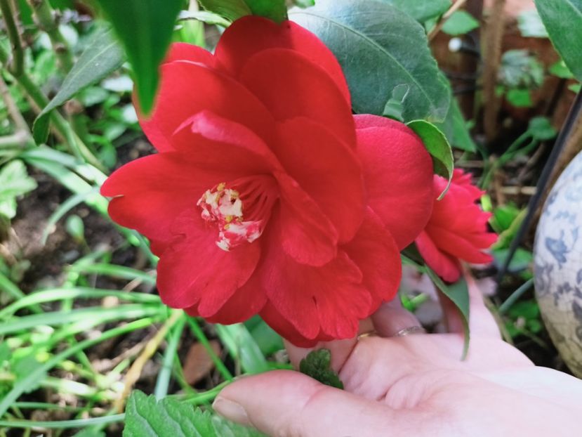  - Grădina 2025 continuare 1