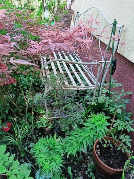  - Grădina 2025 continuare 1