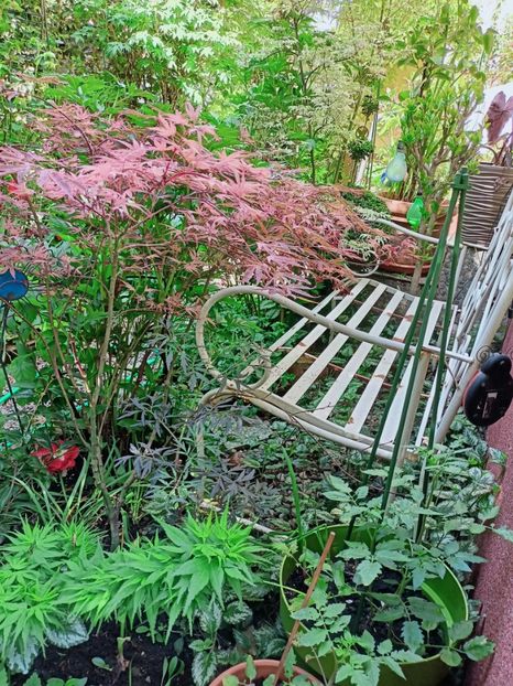  - Grădina 2025 continuare 1