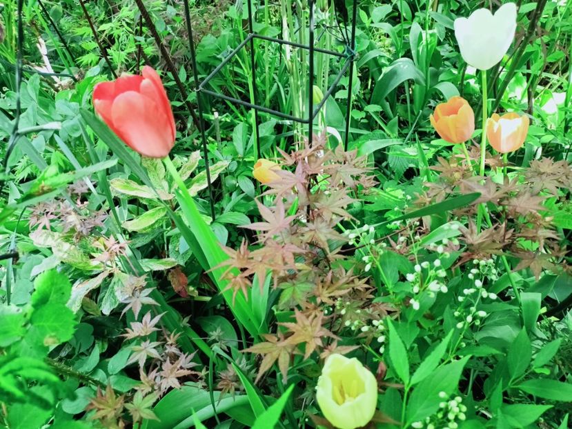  - Grădina 2025 continuare 1