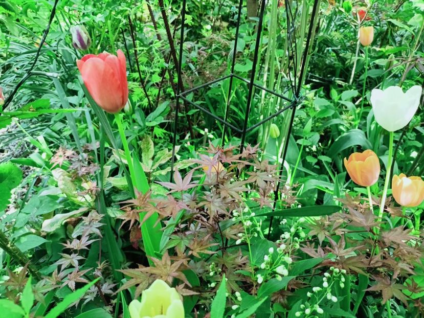  - Grădina 2025 continuare 1