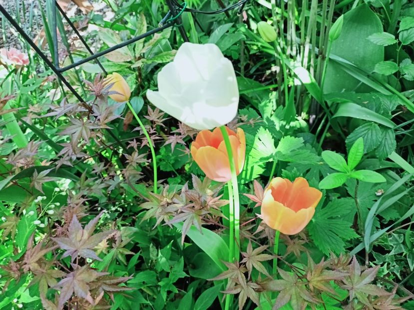  - Grădina 2025 continuare 1