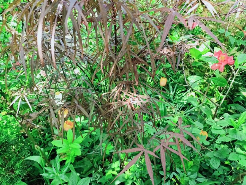  - Grădina 2025 continuare 1