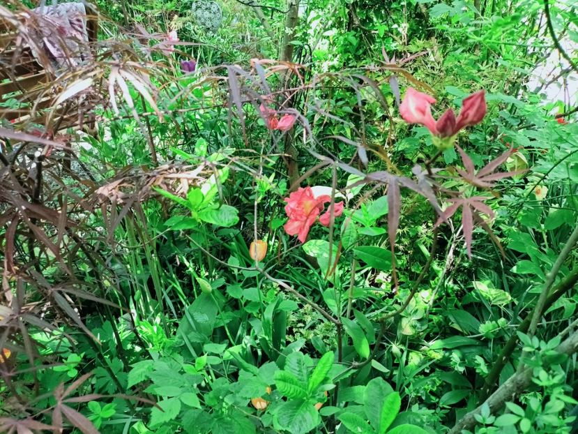  - Grădina 2025 continuare 1