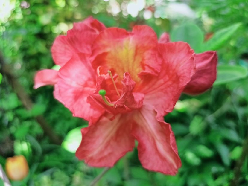 Azalea mollis Feuerwerk - Grădina 2025 continuare 1