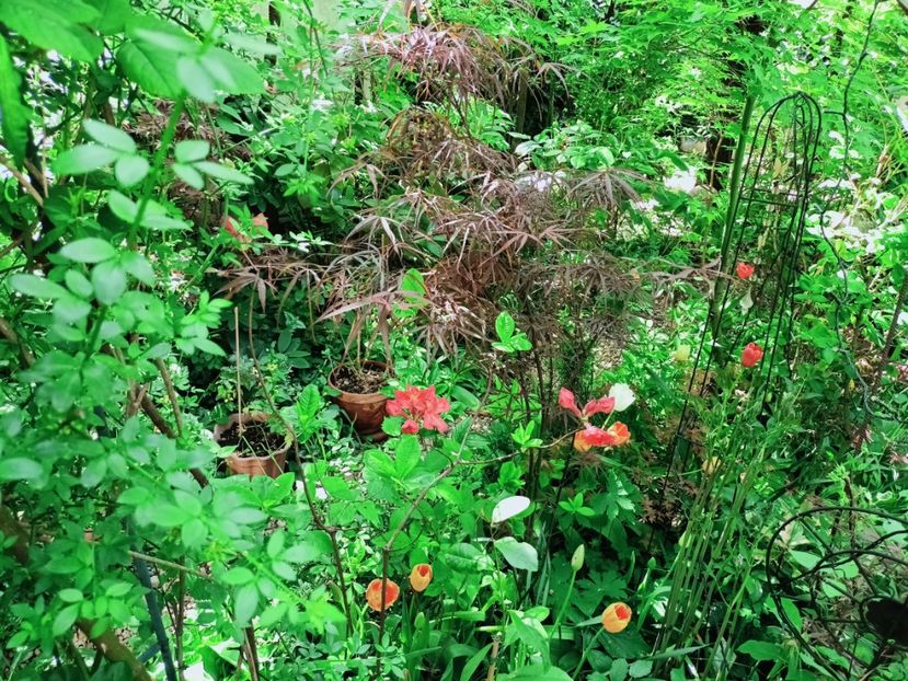  - Grădina 2025 continuare 1