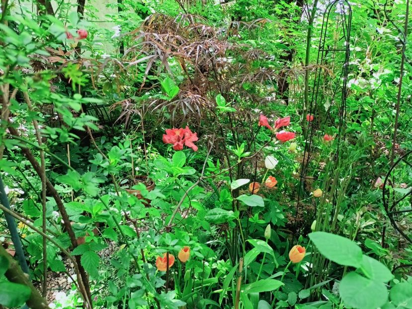  - Grădina 2025 continuare 1