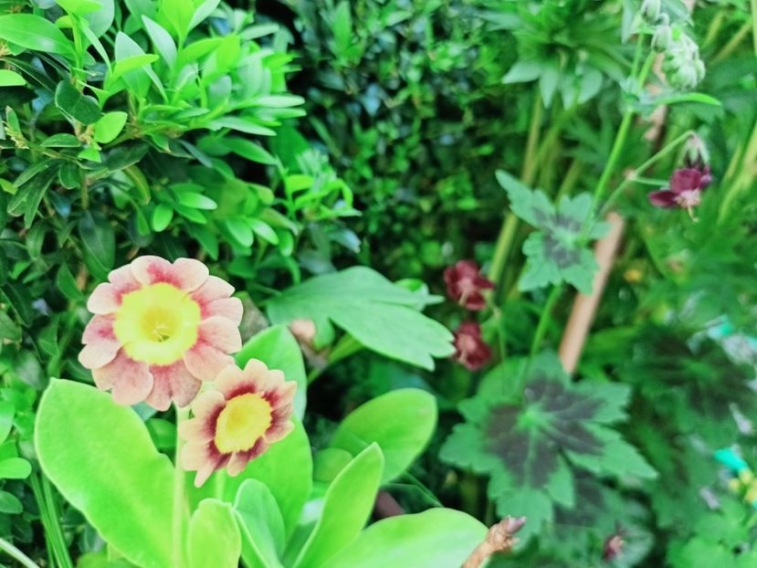  - Grădina 2025 continuare 1