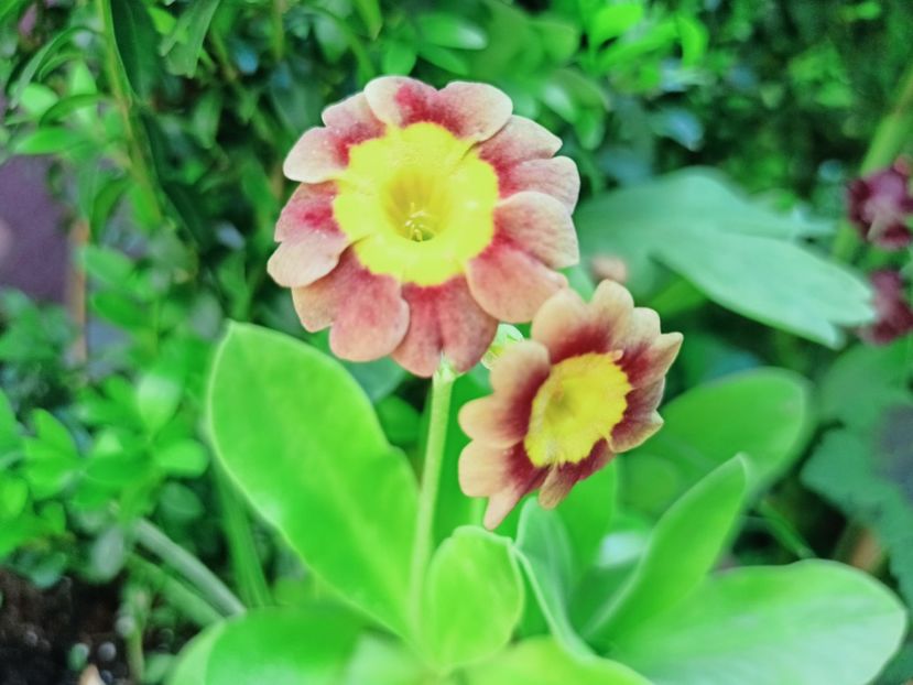  - Grădina 2025 continuare 1