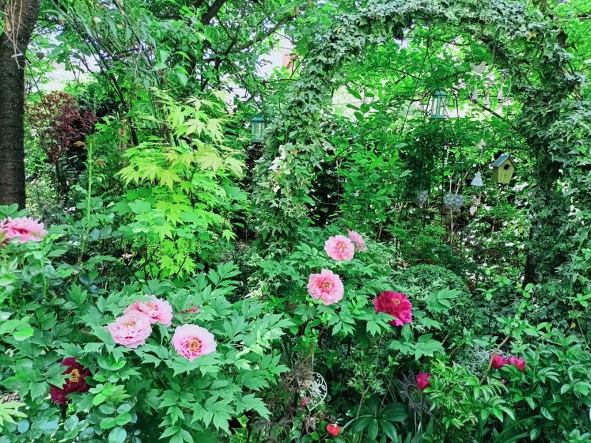  - Grădina 2025 continuare 1