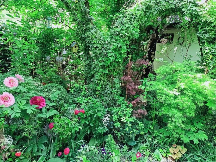  - Grădina 2025 continuare 1