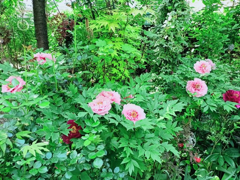  - Grădina 2025 continuare 1