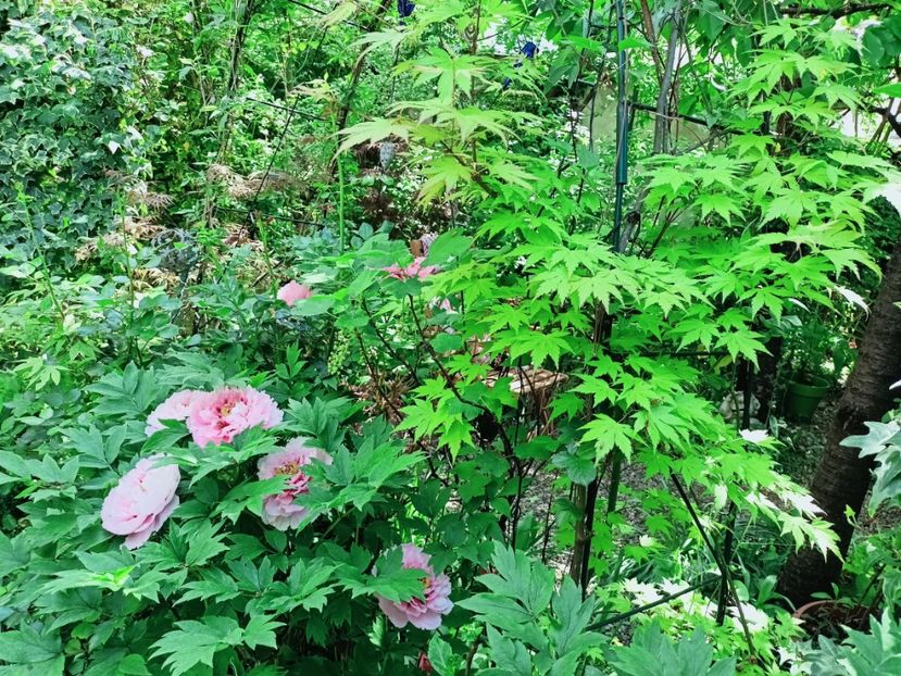  - Grădina 2025 continuare 1