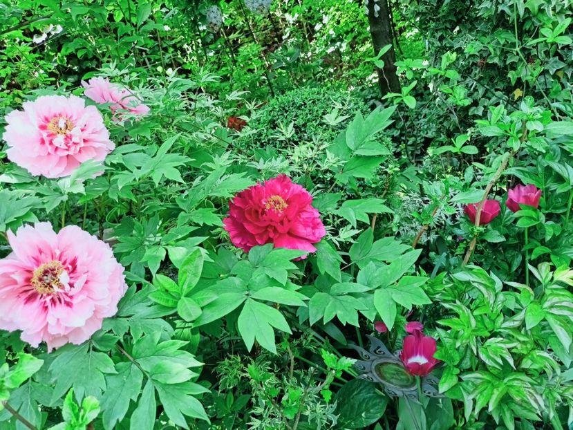  - Grădina 2025 continuare 1