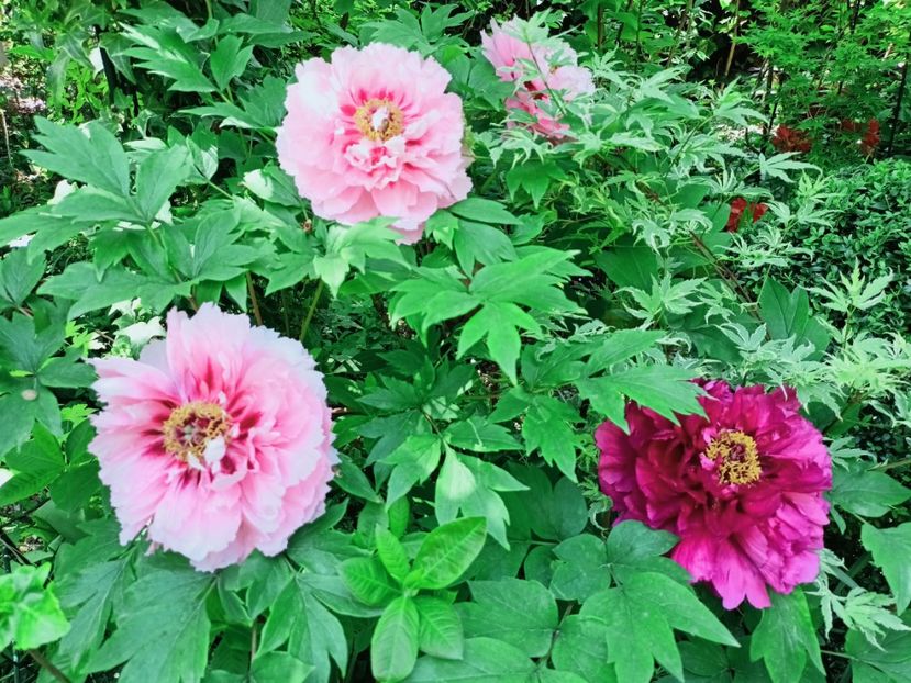  - Grădina 2025 continuare 1