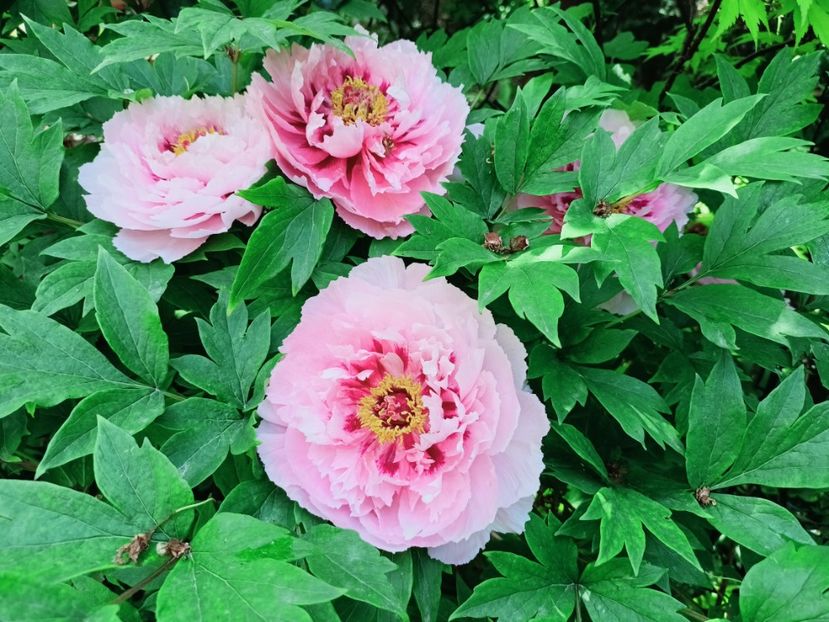  - Grădina 2025 continuare 1