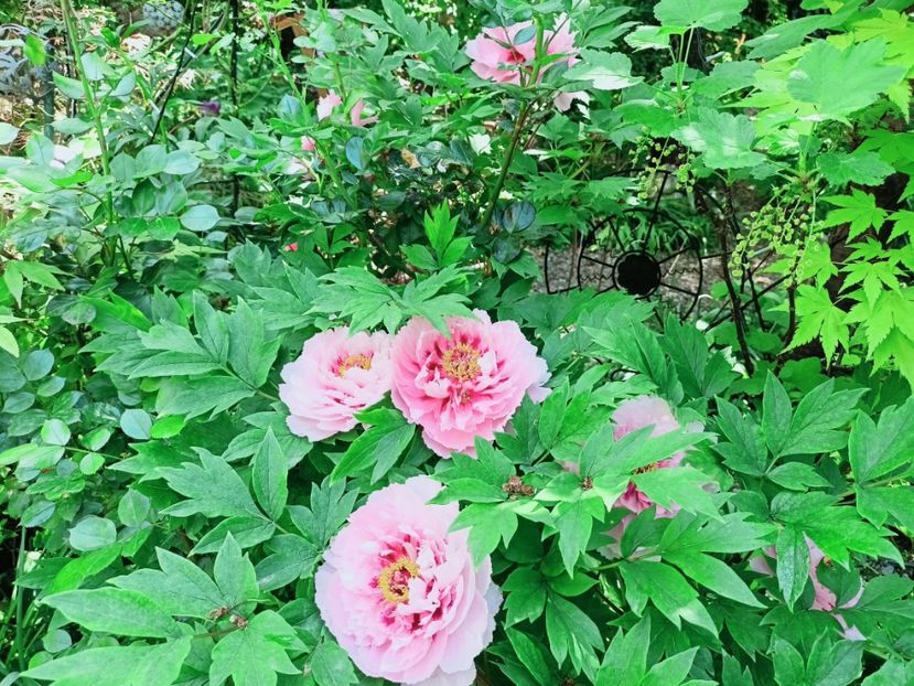  - Grădina 2025 continuare 1