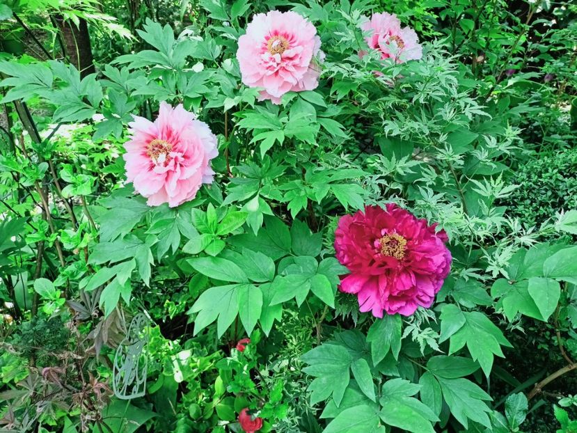  - Grădina 2025 continuare 1