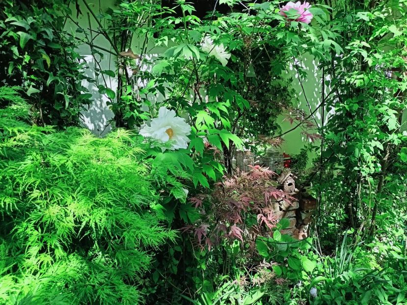  - Grădina 2025 continuare 1