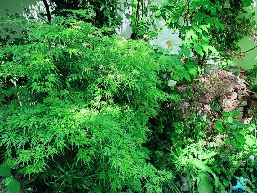  - Grădina 2025 continuare 1