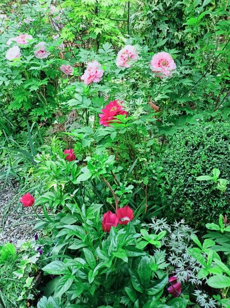  - Grădina 2025 continuare 1