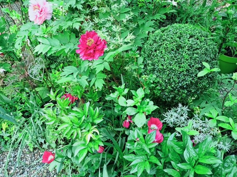  - Grădina 2025 continuare 1