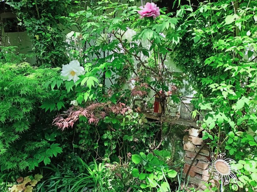  - Grădina 2025 continuare 1