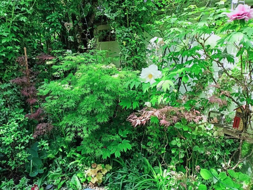  - Grădina 2025 continuare 1