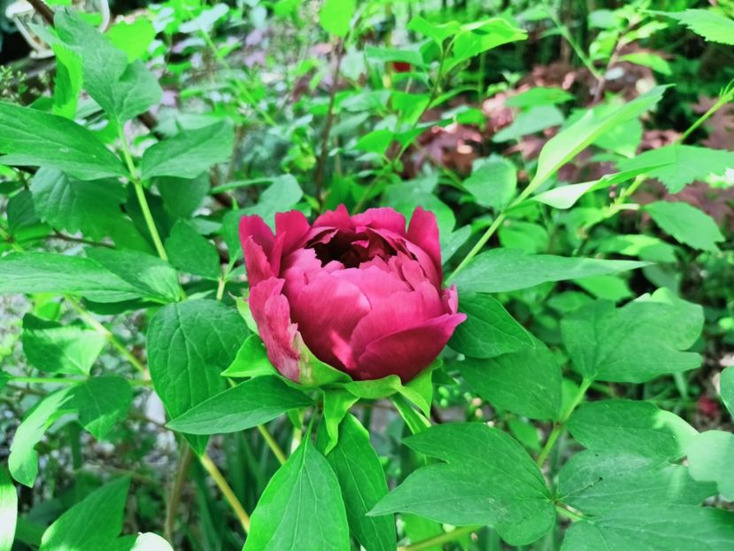 Hei Hua Kui - Grădina 2025 continuare 1