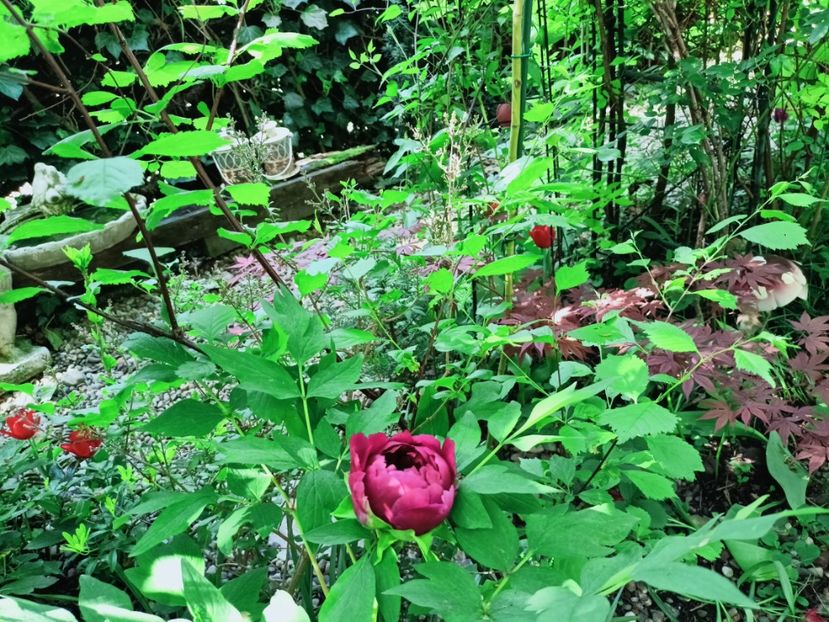  - Grădina 2025 continuare 1