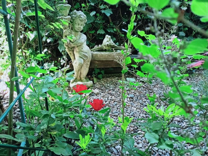  - Grădina 2025 continuare 1