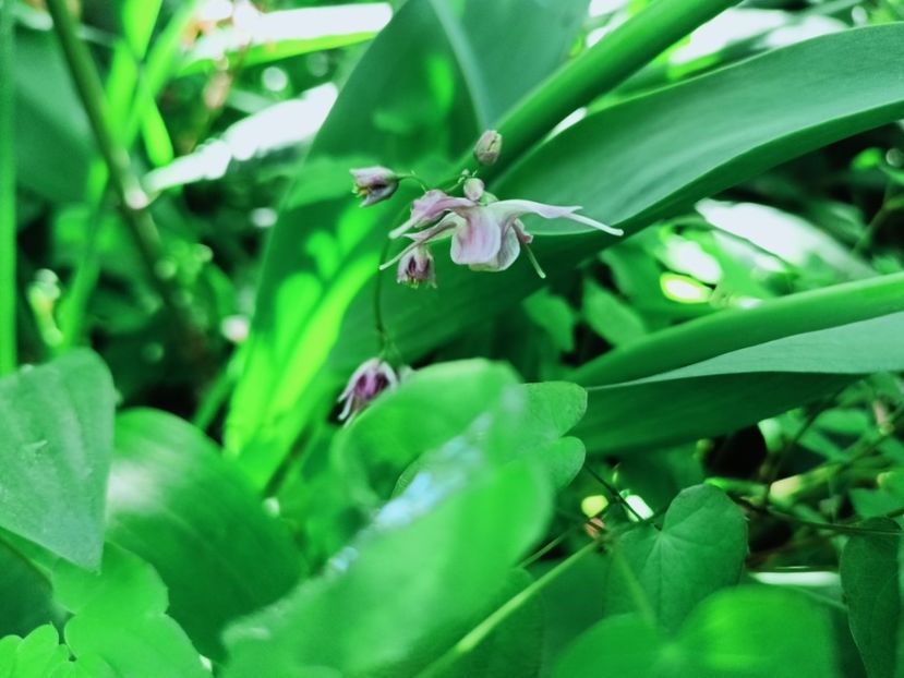 Epimedium grandiflorum "Lilafee" - Grădina 2025 continuare 1