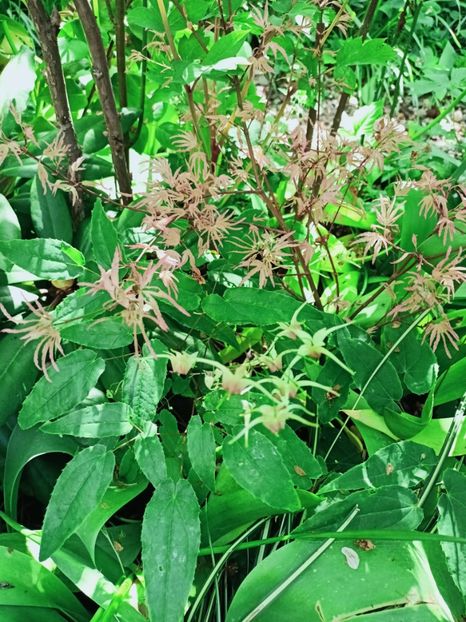 Epimedium "Domino" - Grădina 2025 continuare 1