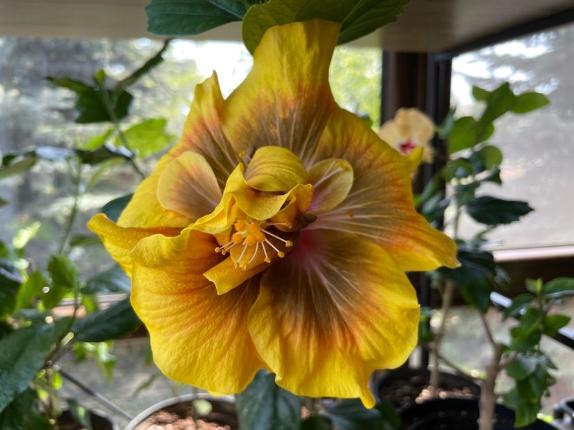  - Chi s garden Forest Rhapsody