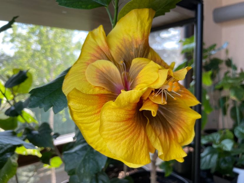  - Chi s garden Forest Rhapsody