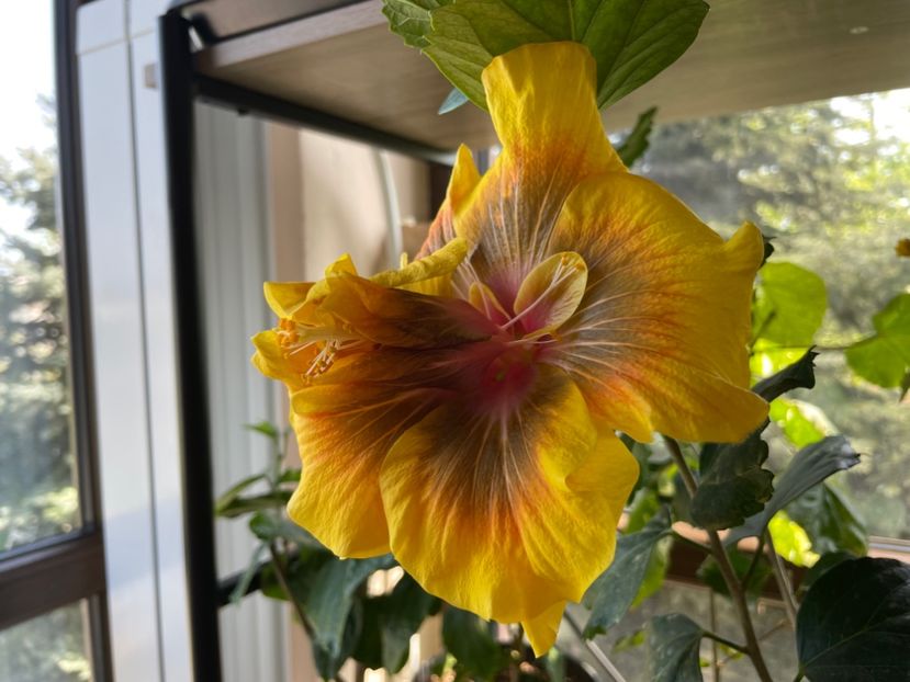  - Chi s garden Forest Rhapsody