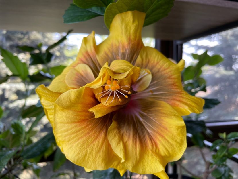  - Chi s garden Forest Rhapsody